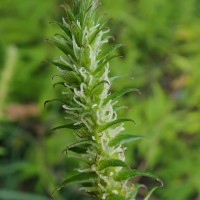 Gonostegia pentandra var. wightii (Benn.) Pull. & Karupp.